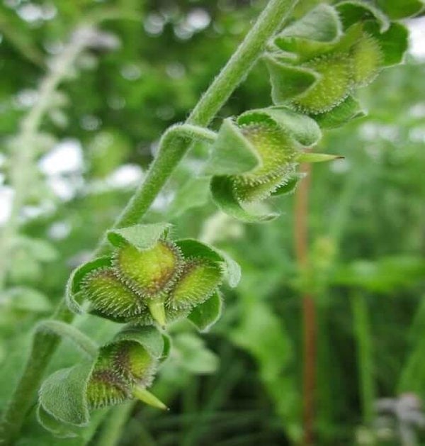 dog's tongue seeds