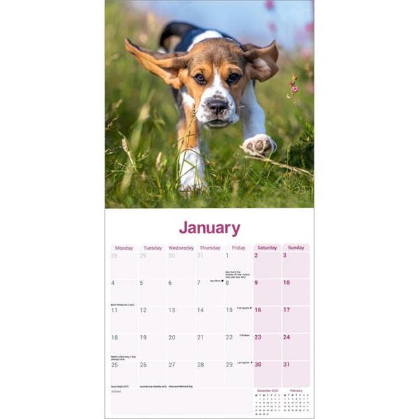 Beagle Calendar 2027, Wall Calendars, Month To View, Dogs, Gift
