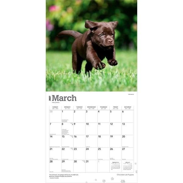 Chocolate Lab Puppies Calendar 2027, Wall Calendars, Month To View, Dogs, Gift
