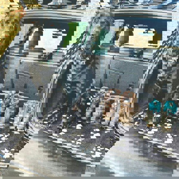 The Rugs Car Boot Paws Coir Doormat – 90×100 cm