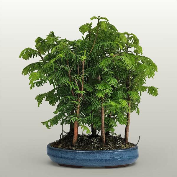 Dawn Redwood (Metasequoia) Bonsai Tree Forest | Upright Style | In 25cm Pot - Yorkshire Bonsai standardised image 20260605-135756