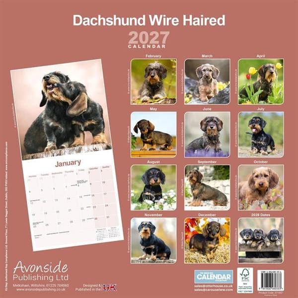 Wire Haired Dachshund Calendar 2027, Wall Calendars, Month To View, Dogs, Gift