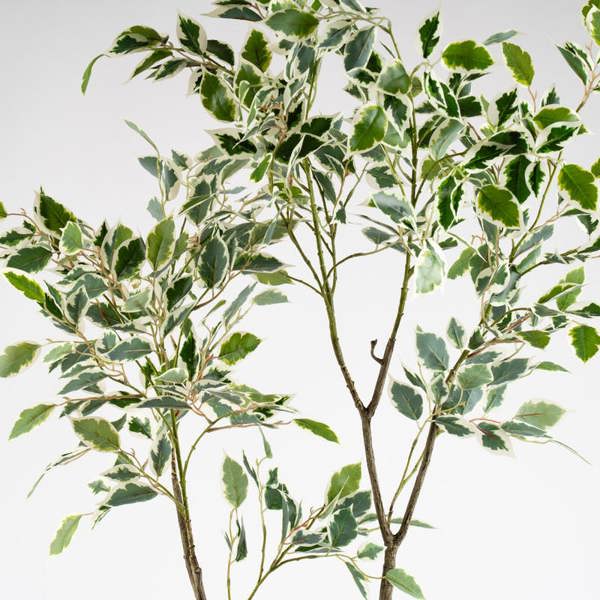 Scottish Everlastings 150cm Real Touch Ficus Tree KD