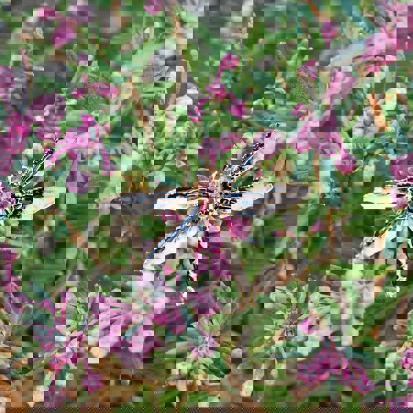 dragonfly brooch crystal