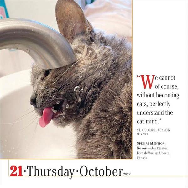 365 Days Of Cats Desk Calendar 2027, Desk Calendars, Day To View, Cats, Gift