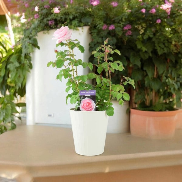 Rose Bride And Groom 5.5 Litre Pot Plants By Post