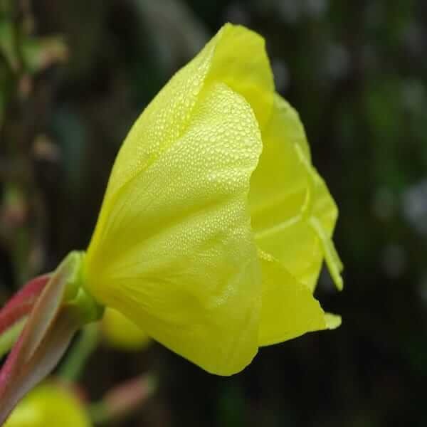 oenothera versicolor seeds