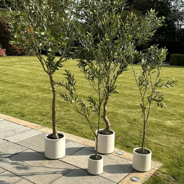 Wyld Haus 210cm Tall Mediterranean  Artificial Olive Tree In White Ceramic Pot