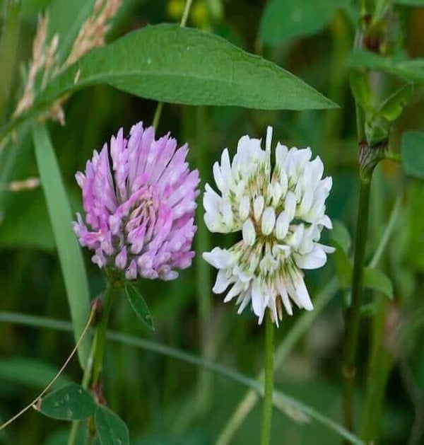 Mix White and Red Clover Seeds