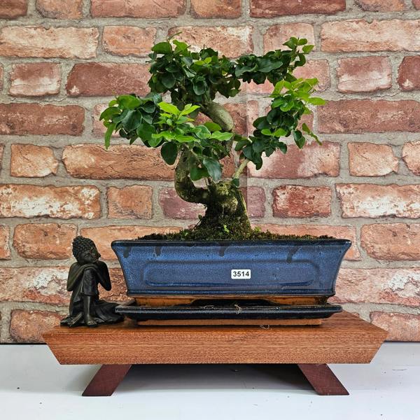 Yorkshire Bonsai Chinese Privet (Ligustrum Sinense) Bonsai Tree | Shaped | In 25cm Pot