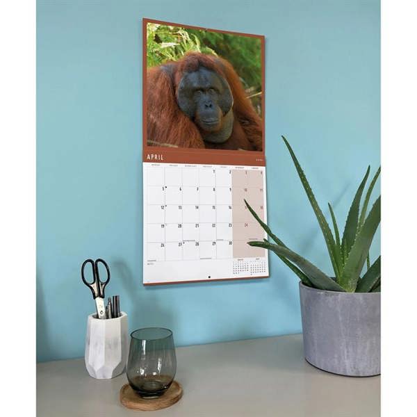 Orangutan Calendar 2027, Wall Calendars, Month To View, Animals, Gift