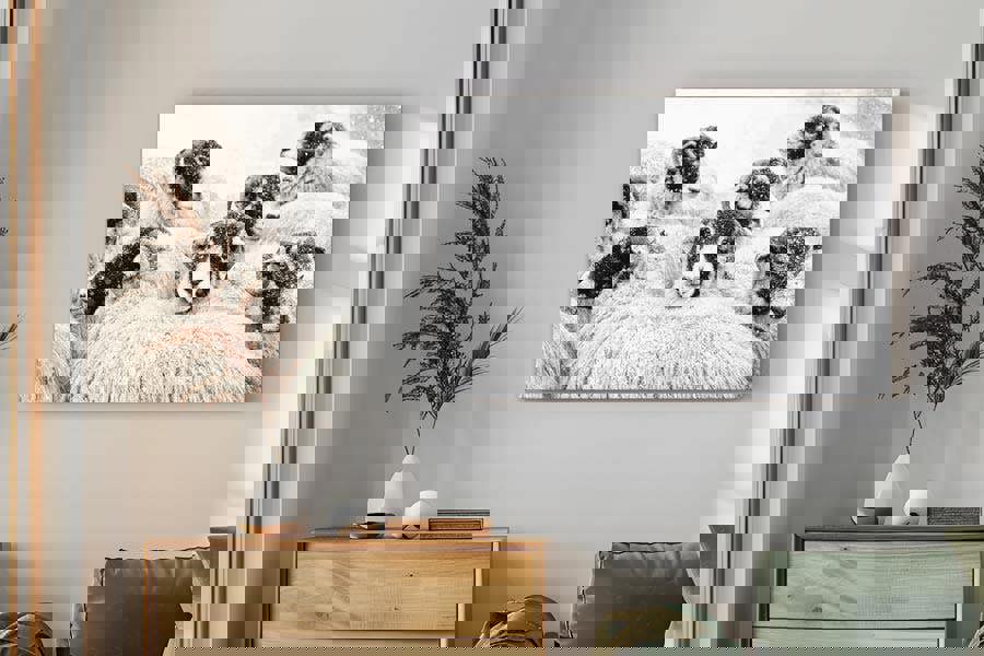 Black-and-white fine art sheep photograph