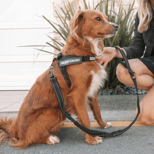 EzyDog Zero Shock Dog Lead in Black