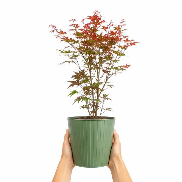 3L Red Leaf Acer Outdoor Patio Tree in Pot for Garden