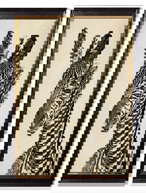 Exceptional Art c1890 Zebra Illustrations - Dark