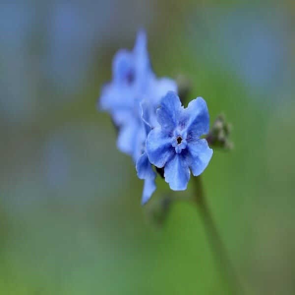 chinese forget me not