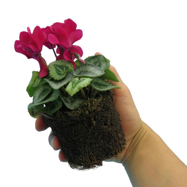 Cyclamen Silver Leaf Magenta 10.5cm Pot Pack of 3 & 6 Flowering Outdoor Plants