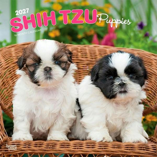 Shih Tzu Puppies Calendar 2027, Wall Calendars, Month To View, Dogs, Gift