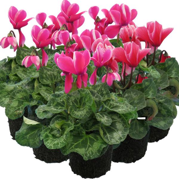 Large Cyclamen Bicolour Flame 1Ltr Pot Pack of 3 & 6 Flowering Plants Plants By Post