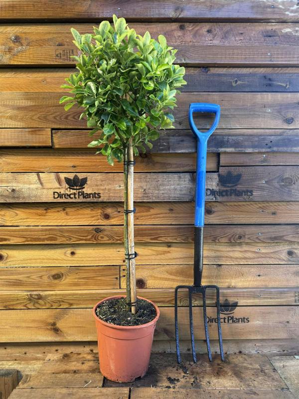 Direct Plants Extra Large Euonymus Aureomarginata Evergreen 1/4 Standard Tree