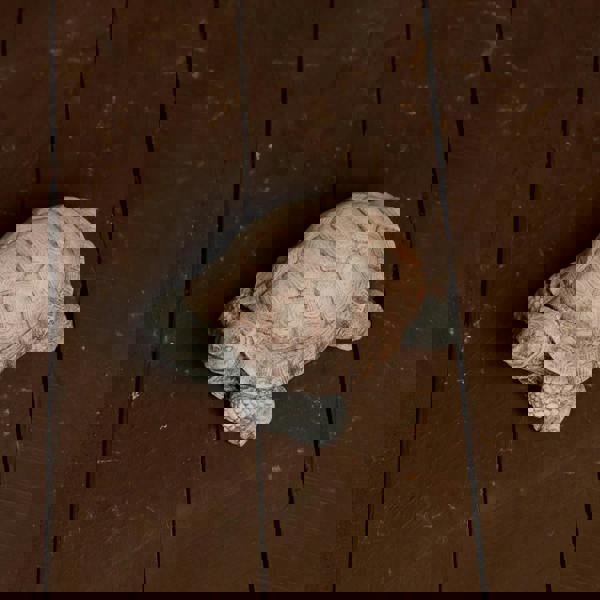 Small Stone Cast Tortoise Garden Ornament 