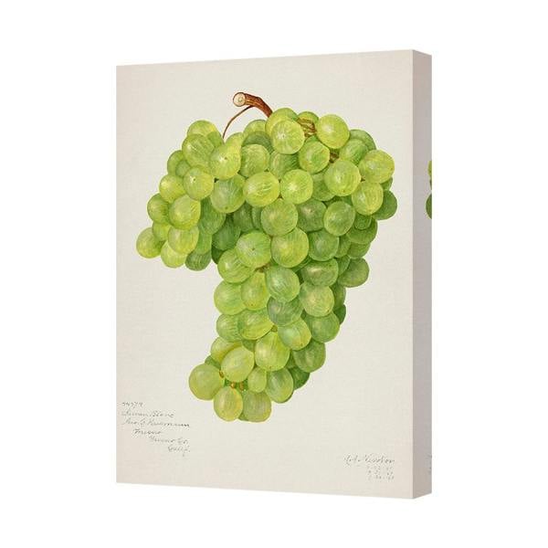 Benjamin Tate Design Watercolor Green Grapes Canvas Wall Art Print Botanical Home Decor