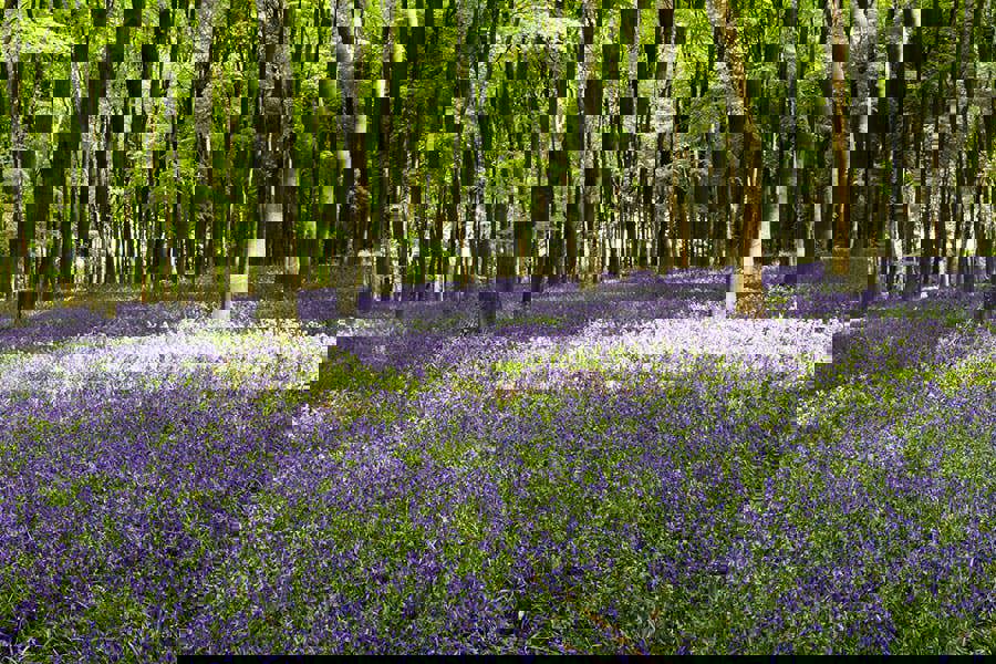 dreaming of bluebells art print