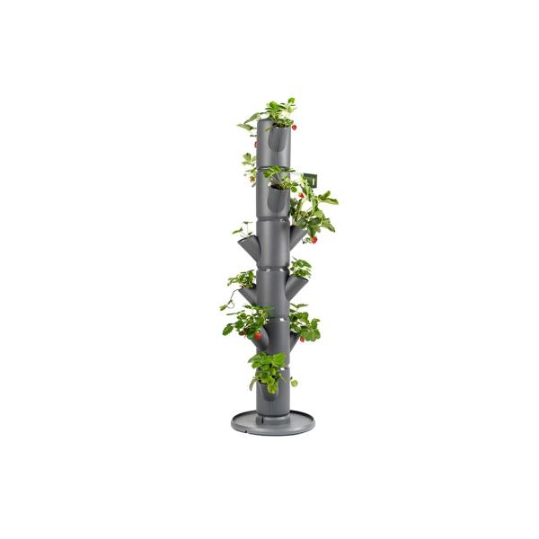 SISSI STRAWBERRY easy-watering strawberry tree - Anthracite