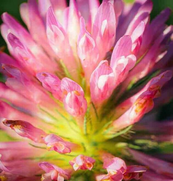 1kg red clover seed