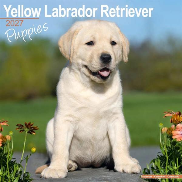 Yellow Labrador Retriever Puppies Calendar 2027, Wall Calendars, Month To View, Dogs, Gift