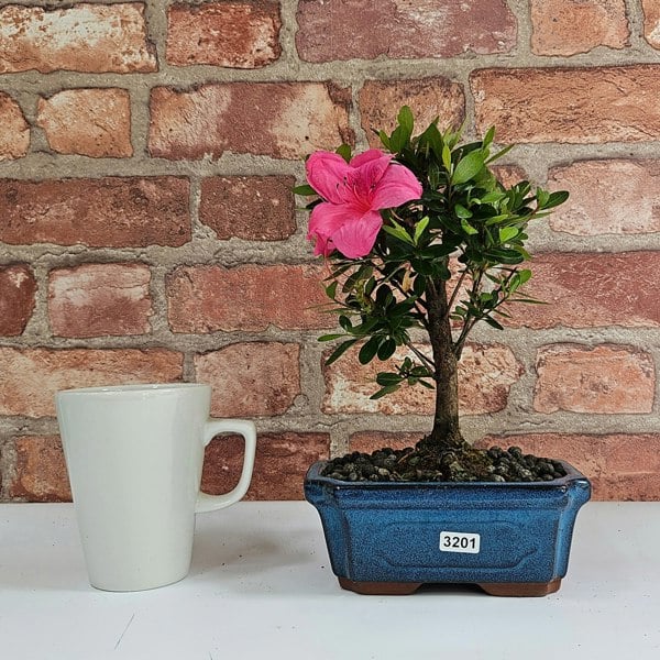 Yorkshire Bonsai Azalea (Rhododendron) Bonsai Tree | Broom | In 15cm Pot