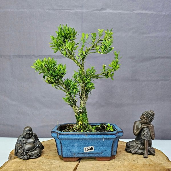 Yorkshire Bonsai Boxwood (Buxus Harlandii) Bonsai Tree | Shaped | In 15cm Pot
