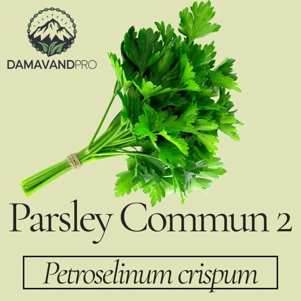 Parsley Commun 2 Seeds Petroselinum crispum