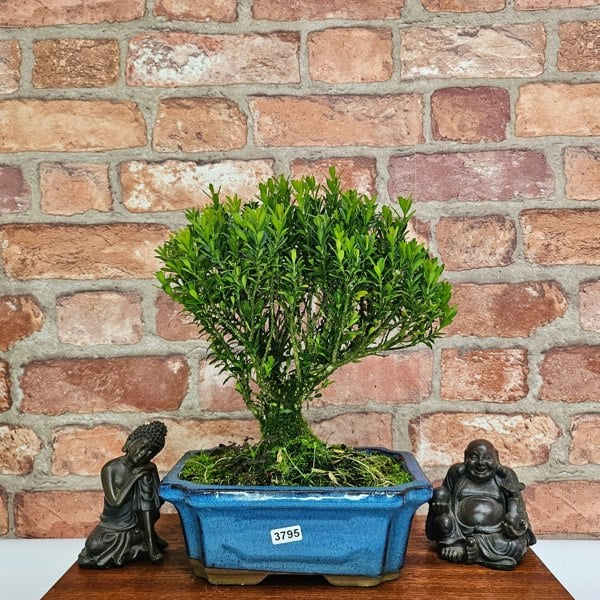 Yorkshire Bonsai Boxwood (Buxus Harlandii) Bonsai Tree | Broom | In 20cm Pot