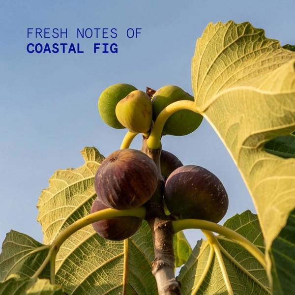 Korres Coastal Fig Hand Cream
