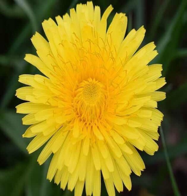 taraxacum