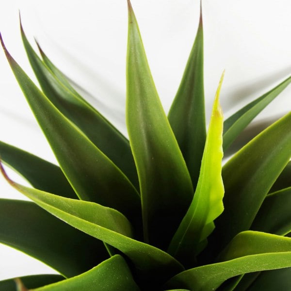 Leaf 55cm Artificial Tropical Yucca Plant