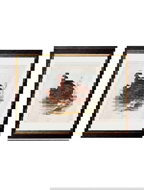 Exceptional Art c.1837's British Game Birds
