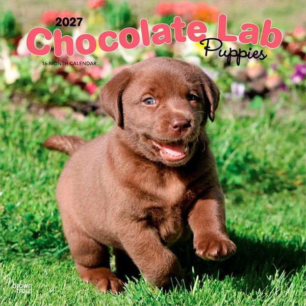 Chocolate Lab Puppies Calendar 2027, Wall Calendars, Month To View, Dogs, Gift