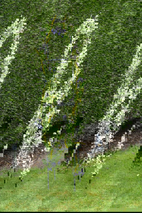 St Helens Standing Garden Obelisk 2M