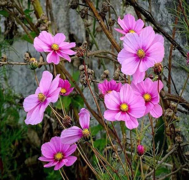 cosmos bipinnatus 'sensation pinkie'