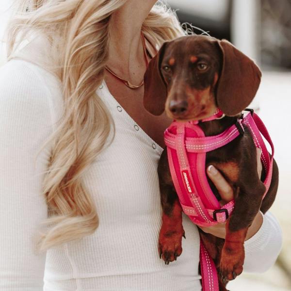 EzyDog Essential Chest Plate Dog Harness in Pink