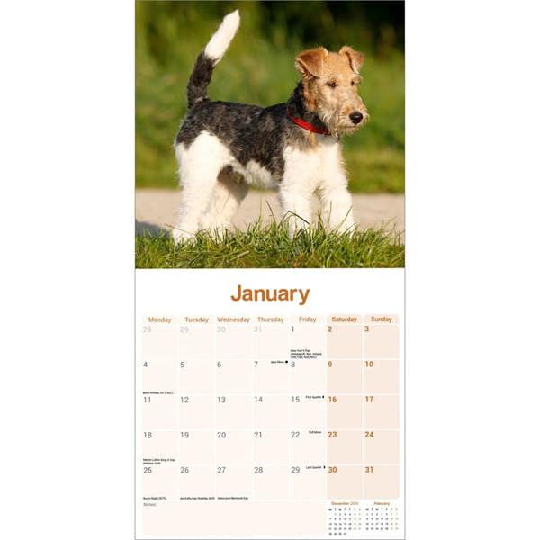 Wire Haired Fox Terrier Calendar 2027, Wall Calendars, Month To View, Dogs, Gift