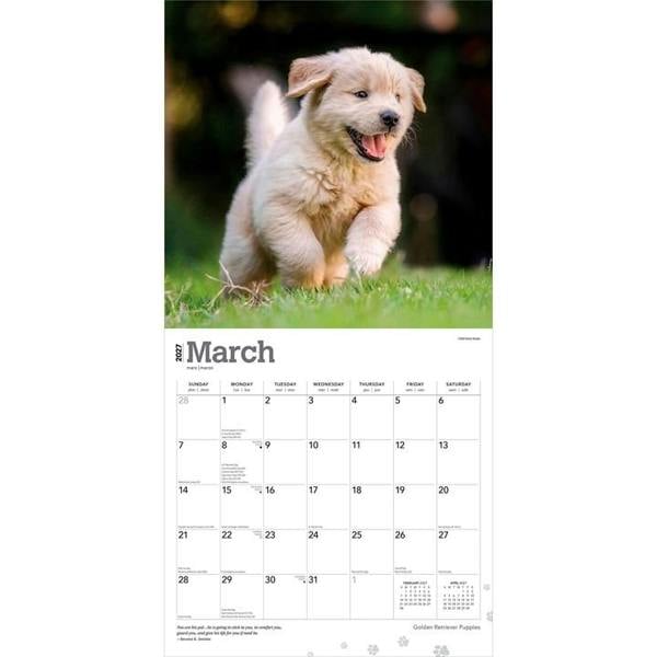 Golden Retriever Puppies Calendar 2027, Wall Calendars, Month To View, Dogs, Gift