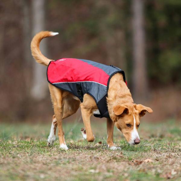 EzyDog Element Jacket in Red