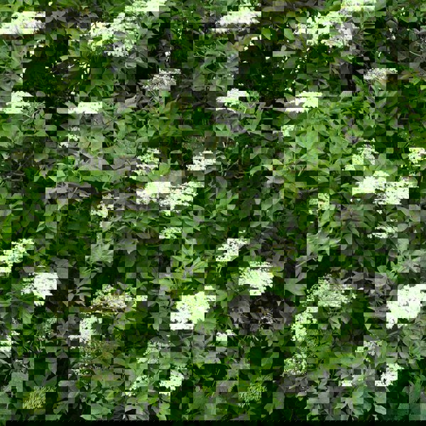 Silver Circle Distillery Greener Pastures Gin - Batch 2