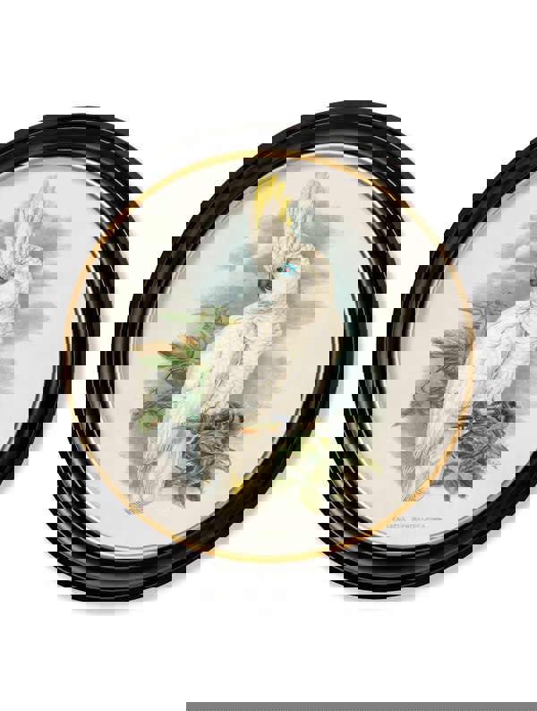 Exceptional Art c.1875 Cockatoos - Round Frames