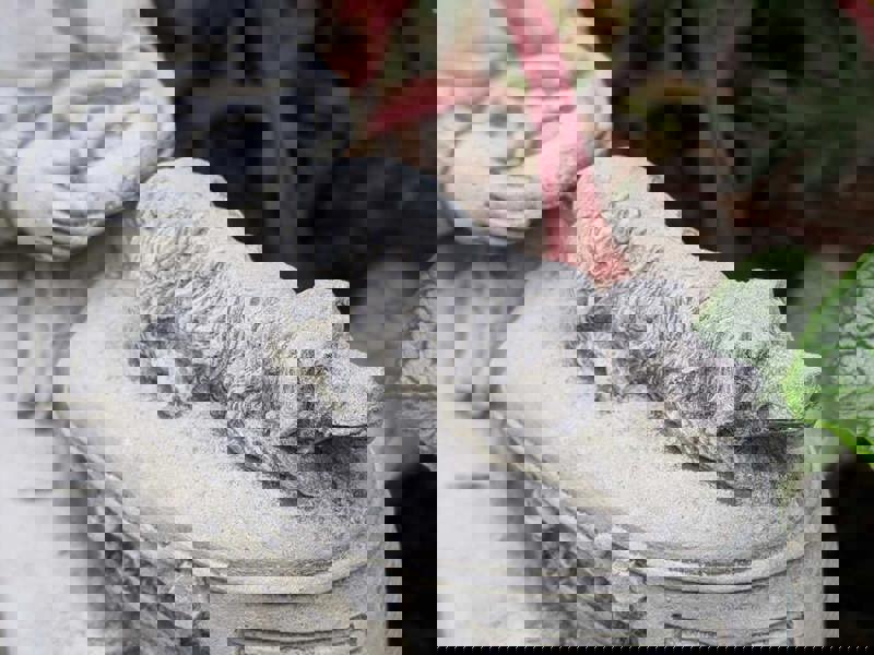 Boy on Tractor with Small Planter Trailer