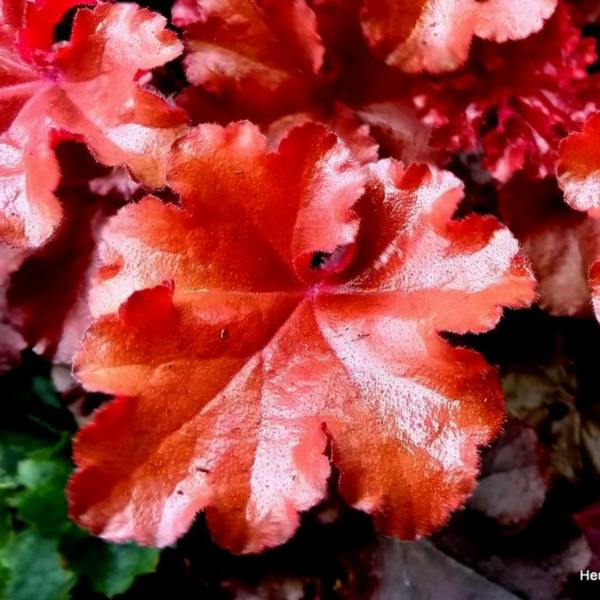 Heuchera Boysenberry Evergreen Perennial Garden Plant 2L Pot