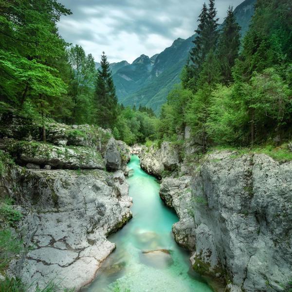 Erismann River Through The Forest- One Roll Digital Mural - Green